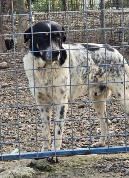 Oliver, molto dolce, ubbidiente e coccolone  | Foto 4