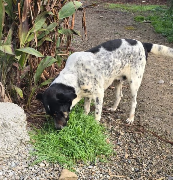 Oliver, molto dolce, ubbidiente e coccolone  | Foto 3