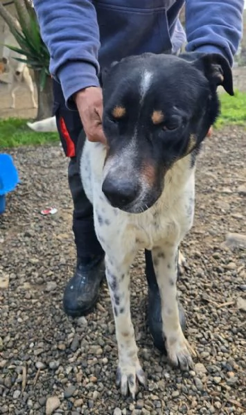 Oliver, molto dolce, ubbidiente e coccolone  | Foto 2