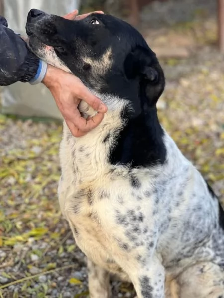 Oliver, molto dolce, ubbidiente e coccolone  | Foto 1