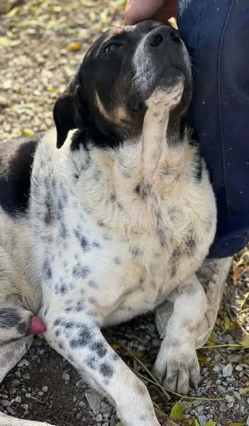 Oliver, molto dolce, ubbidiente e coccolone  | Foto 0