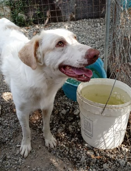 Cracco merita una bella adozione per tornare ad essere felice | Foto 6