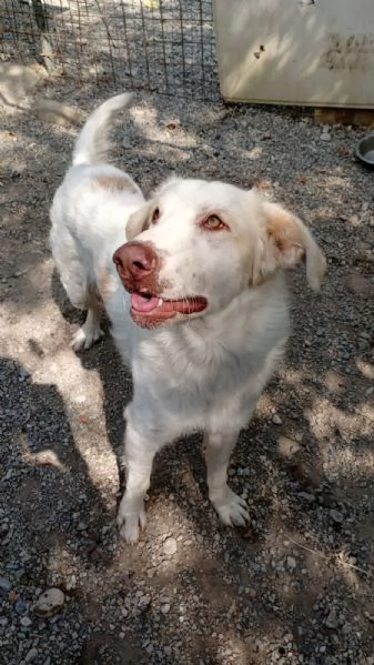 Cracco merita una bella adozione per tornare ad essere felice | Foto 4