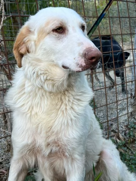 Cracco merita una bella adozione per tornare ad essere felice