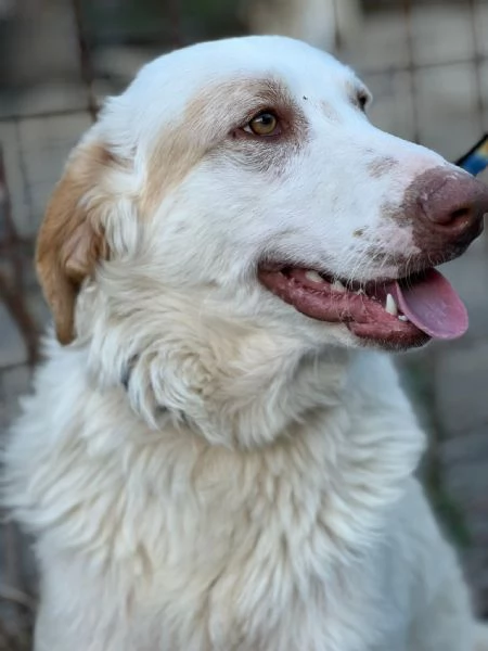 Cracco merita una bella adozione per tornare ad essere felice | Foto 3