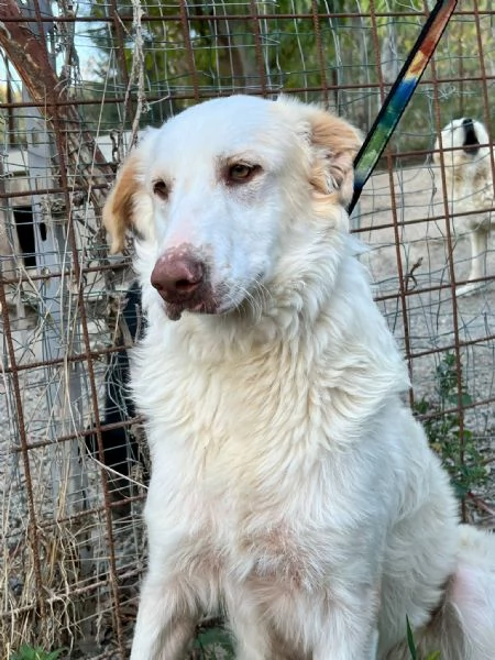 Cracco merita una bella adozione per tornare ad essere felice | Foto 2