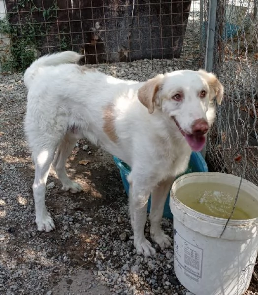 Cracco merita una bella adozione per tornare ad essere felice | Foto 1
