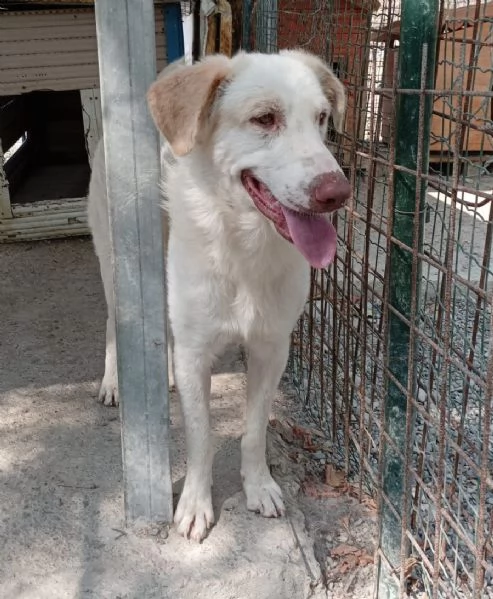 Cracco merita una bella adozione per tornare ad essere felice | Foto 0