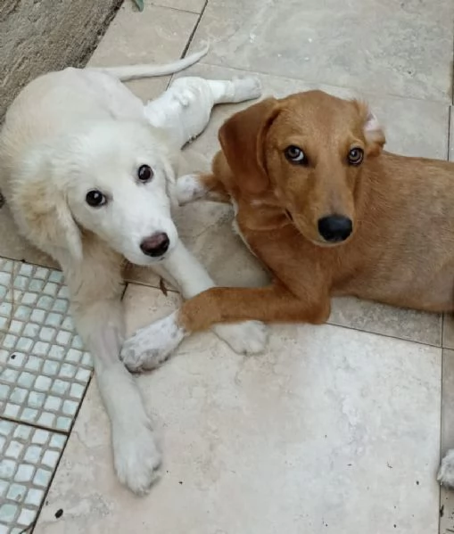 Si chiama Toby e questa è la sua storia | Foto 6