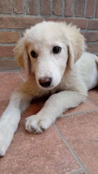 Si chiama Toby e questa è la sua storia | Foto 5