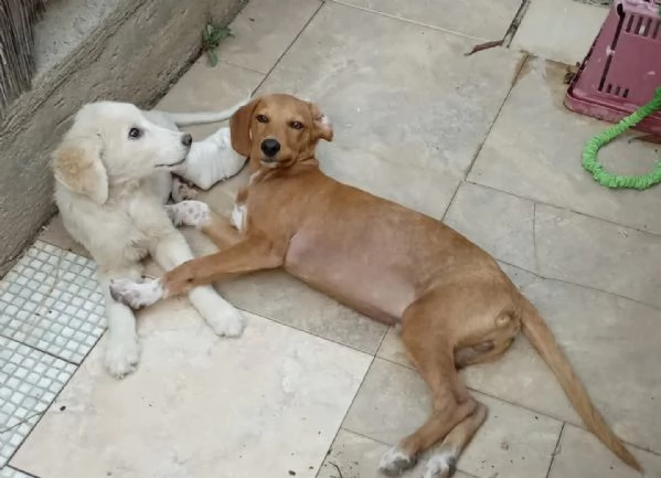 Si chiama Toby e questa è la sua storia | Foto 4