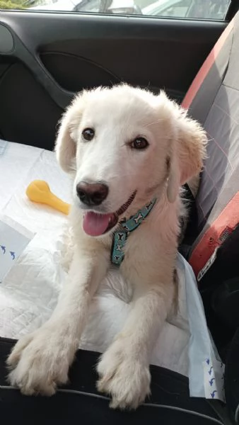 Si chiama Toby e questa è la sua storia | Foto 3