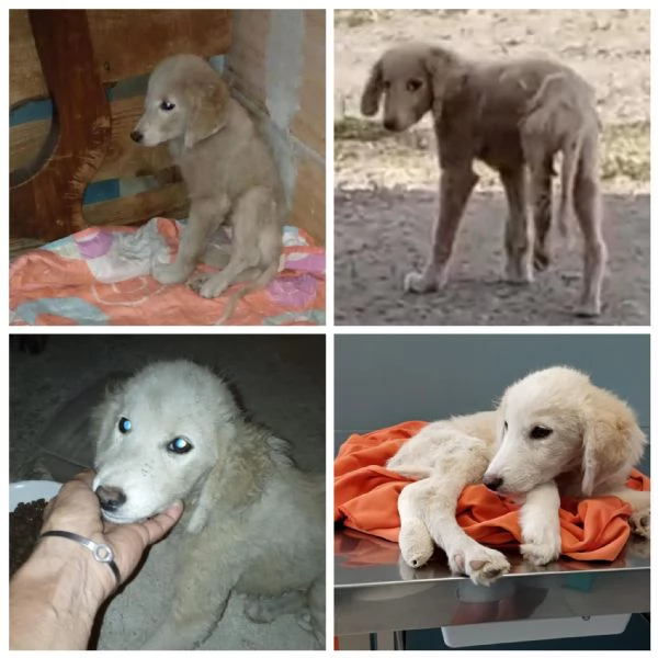 Si chiama Toby e questa è la sua storia | Foto 2