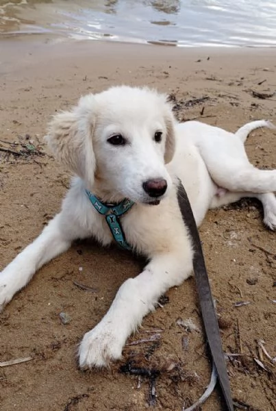 Si chiama Toby e questa è la sua storia