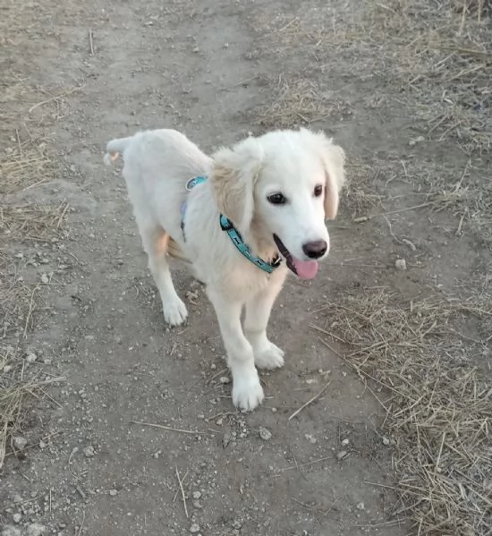 Si chiama Toby e questa è la sua storia | Foto 1