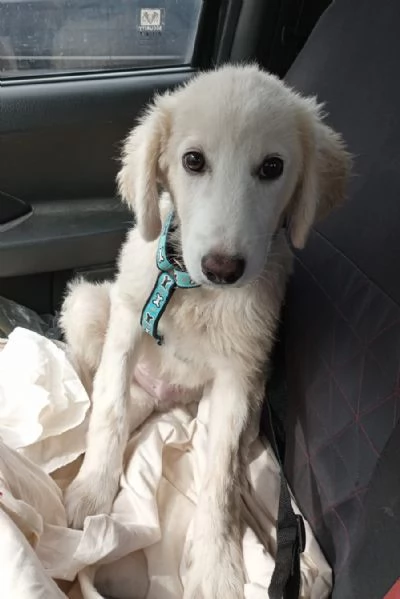 Si chiama Toby e questa è la sua storia | Foto 0