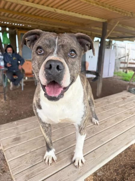 Amina dolce molossetta in cerca di famiglia