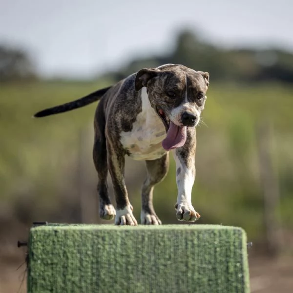 Amina dolce molossetta in cerca di famiglia | Foto 5