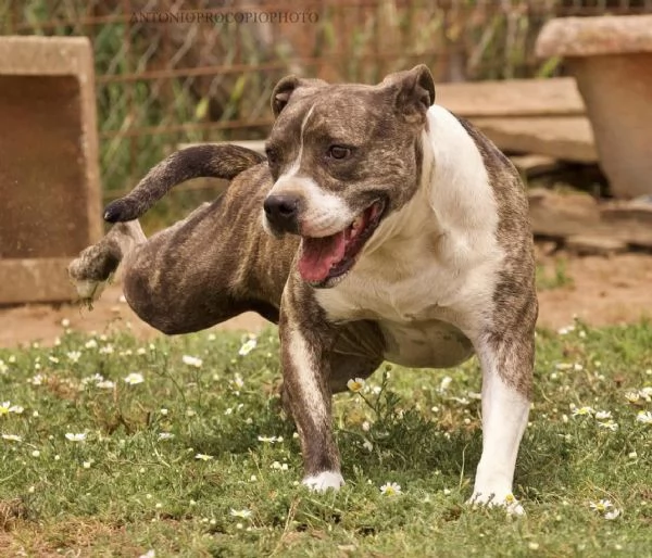 Amina dolce molossetta in cerca di famiglia | Foto 4