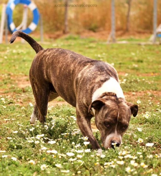 Amina dolce molossetta in cerca di famiglia | Foto 3