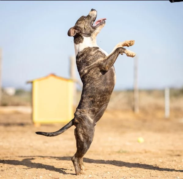 Amina dolce molossetta in cerca di famiglia | Foto 2