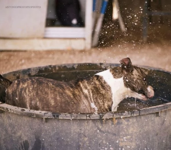 Amina dolce molossetta in cerca di famiglia | Foto 1