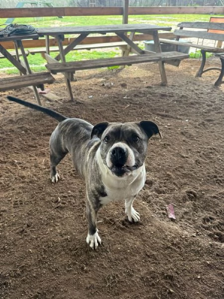 Amina dolce molossetta in cerca di famiglia | Foto 0