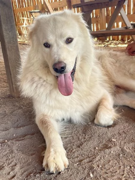 Ben,pastore maremmano in cerca di famiglia