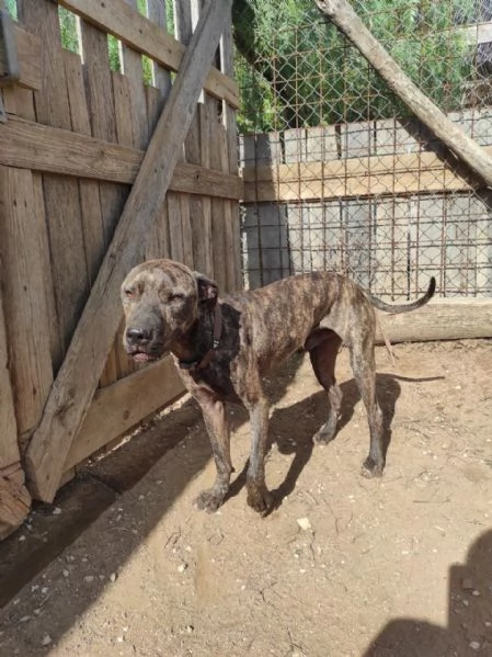 Brian mix pit in cerca di casa