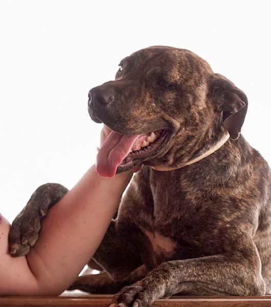 Brian mix pit in cerca di casa | Foto 3