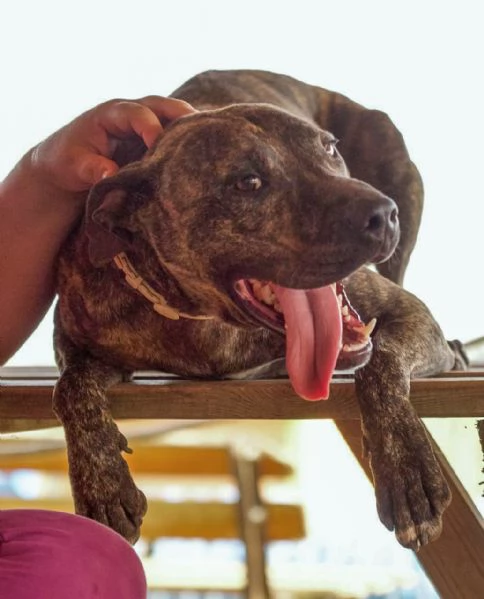 Brian mix pit in cerca di casa | Foto 2