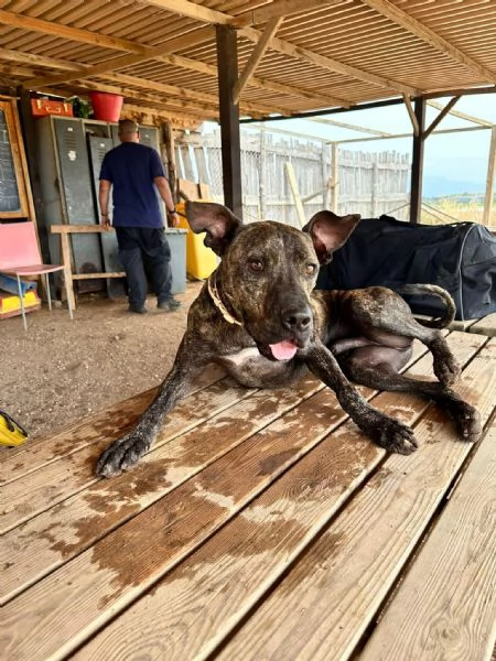 Brian mix pit in cerca di casa | Foto 1