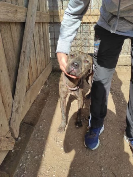 Brian mix pit in cerca di casa | Foto 0