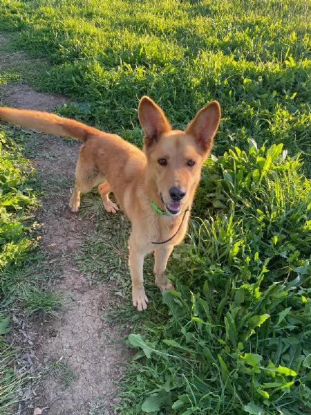 Marley lupetto in cerca finalmente di una famiglia | Foto 3