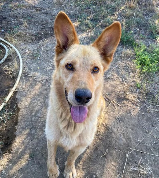 Marley lupetto in cerca finalmente di una famiglia | Foto 2