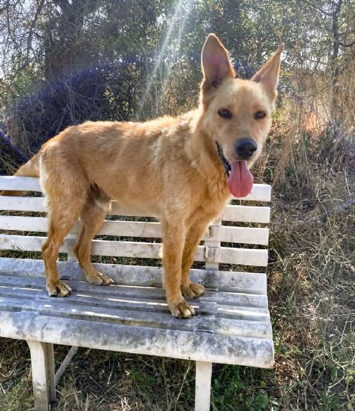 Marley lupetto in cerca finalmente di una famiglia | Foto 1