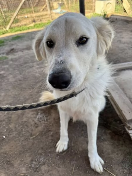 Gerico,dolce meticcio in cerca di famiglia | Foto 1