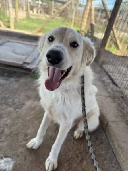 Gerico,dolce meticcio in cerca di famiglia | Foto 0