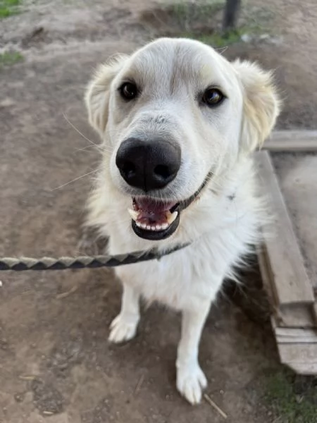 Gerico,dolce meticcio in cerca di famiglia