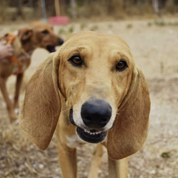 Aron,giovane segugio in cerca di famiglia | Foto 4