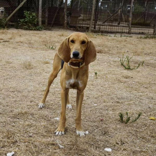 Aron,giovane segugio in cerca di famiglia | Foto 3