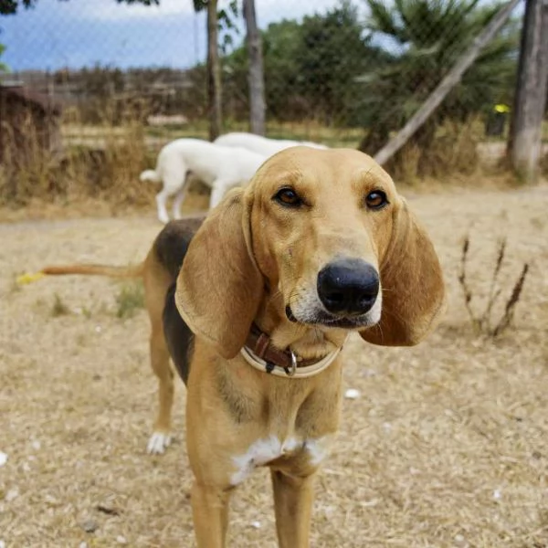 Aron,giovane segugio in cerca di famiglia