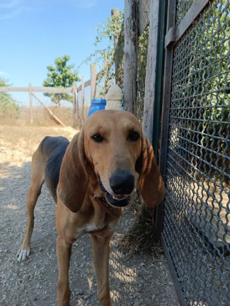 Aron,giovane segugio in cerca di famiglia | Foto 2