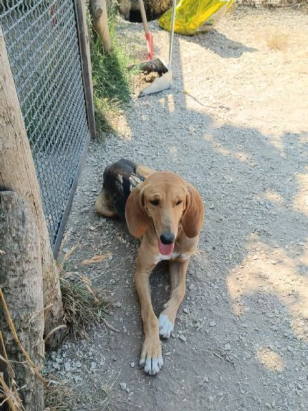 Aron,giovane segugio in cerca di famiglia | Foto 1