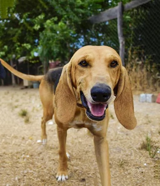 Aron,giovane segugio in cerca di famiglia | Foto 0
