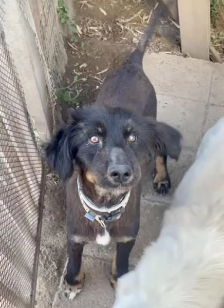 Pupo cerca casa | Foto 2