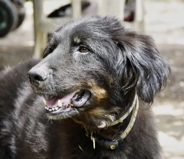 Pupo cerca casa | Foto 1