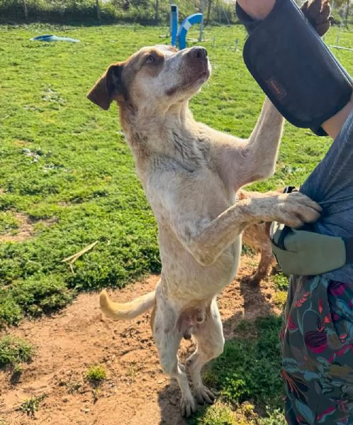 Simba,giovane dal cuore grande,in cerca di famiglia | Foto 5