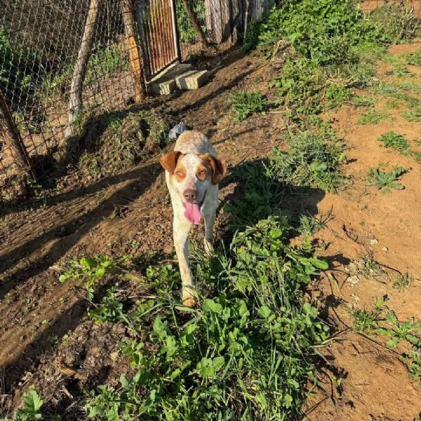 Simba,giovane dal cuore grande,in cerca di famiglia | Foto 4