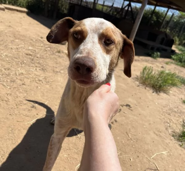 Simba,giovane dal cuore grande,in cerca di famiglia | Foto 3